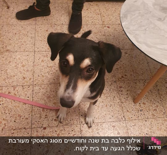 כלב עם רצועה ורגליים של אדם